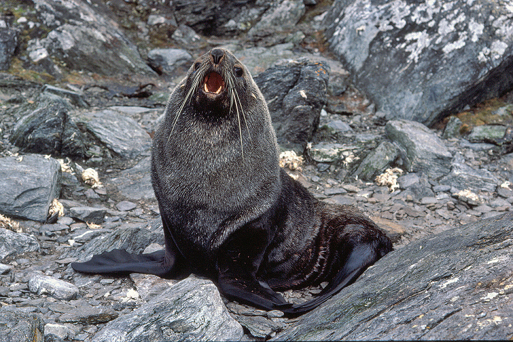Southern fur seals, Arctocephalus gazella Antarctic fur seal